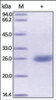 The purity of rh UCHL1 was determined by DTT-reduced (+) SDS-PAGE and staining overnight with Coomassie Blue.