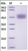 The purity of rh-uPAR / PLAUR was determined by DTT-reduced (+) SDS-PAGE and staining overnight with Coomassie Blue.