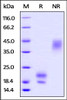 Human VEGF121, Tag Free on SDS-PAGE under reducing (R) and non-reducing (NR) conditions. The gel was stained overnight with Coomassie Blue. The purity of the protein is greater than 95%.