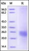 Mouse VEGF164, Tag Free (HPLC-verified) on SDS-PAGE under reducing (R) condition. The gel was stained overnight with Coomassie Blue. The purity of the protein is greater than 95%.