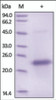 The purity of rh VEGF165 was determined by DTT-reduced (+) SDS-PAGE and staining overnight with Coomassie Blue.