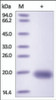 The purity of rh VEGF-D was determined by DTT-reduced (+) SDS-PAGE and staining overnight with Coomassie Blue.