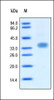 Human Oncostatin M on SDS-PAGE under reducing (R) condition. The gel was stained overnight with Coomassie Blue. The purity of the protein is greater than 95%.