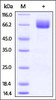 Cynomolgus / Rhesus macaque B7-1, Fc Tag on SDS-PAGE under reducing (R) condition. The gel was stained overnight with Coomassie Blue. The purity of the protein is greater than 95%.