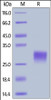 Cynomolgus CD40, His Tag on SDS-PAGE under reducing (R) condition. The gel was stained overnight with Coomassie Blue. The purity of the protein is greater than 95%.