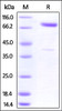 Cynomolgus CRTAM, Fc Tag on SDS-PAGE under reducing (R) condition. The gel was stained overnight with Coomassie Blue. The purity of the protein is greater than 90%.