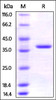 Human AIMP1, His Tag on SDS-PAGE under reducing (R) condition. The gel was stained overnight with Coomassie Blue. The purity of the protein is greater than 95%.