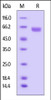 Huamn B7-H3, Fc Tag on SDS-PAGE under reducing (R) condition. The gel was stained overnight with Coomassie Blue. The purity of the protein is greater than 95%.