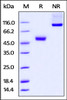 Human CTLA-4, mouse IgG2a Fc Tag, low endotoxin on SDS-PAGE under reducing (R) and no-reducing (NR) conditions. The gel was stained overnight with Coomassie Blue. The purity of the protein is greater than 95%.