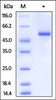 Human DR3 / TNFRSF25 Protein, Fc Tag on SDS-PAGE under reducing (R) condition. The gel was stained overnight with Coomassie Blue. The purity of the protein is greater than 95%.
