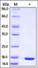 Human FABP8 / PMP2, His Tag on SDS-PAGE under reducing (R) condition. The gel was stained overnight with Coomassie Blue. The purity of the protein is greater than 95%.