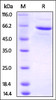 Human FKBP4, His Tag & PA Tag on SDS-PAGE under reducing (R) condition. The gel was stained overnight with Coomassie Blue. The purity of the protein is greater than 90%.