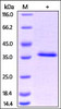 Human HABP1, His Tag on SDS-PAGE under reducing (R) condition. The gel was stained overnight with Coomassie Blue. The purity of the protein is greater than 95%.