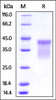 Human HVEM, His Tag on SDS-PAGE under reducing (R) condition. The gel was stained overnight with Coomassie Blue. The purity of the protein is greater than 90%.