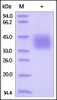 Human IFN-gamma R1, His Tag on SDS-PAGE under reducing (R) condition. The gel was stained overnight with Coomassie Blue. The purity of the protein is greater than 95%.