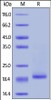 Human IL-10, His Tag on SDS-PAGE under reducing (R) condition. The gel was stained overnight with Coomassie Blue. The purity of the protein is greater than 95%.