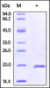 Human IL-37b, His Tag on SDS-PAGE under reducing (R) condition. The gel was stained overnight with Coomassie Blue. The purity of the protein is greater than 95%.