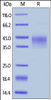 Human LAP (TGF-beta 1) , His Tag on SDS-PAGE under reducing (R) condition. The gel was stained overnight with Coomassie Blue. The purity of the protein is greater than 95%.