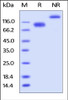 Human LILRB3, Fc Tag on SDS-PAGE under reducing (R) and no-reducing (NR) conditions. The gel was stained overnight with Coomassie Blue. The purity of the protein is greater than 95%.