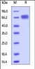 Human LILRB3, His Tag on SDS-PAGE under reducing (R) condition. The gel was stained overnight with Coomassie Blue. The purity of the protein is greater than 92%.