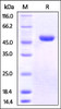 Human Nectin-2, His Tag on SDS-PAGE under reducing (R) condition. The gel was stained overnight with Coomassie Blue. The purity of the protein is greater than 95%.