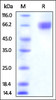 Human Nectin-3, His Tag on SDS-PAGE under reducing (R) condition. The gel was stained overnight with Coomassie Blue. The purity of the protein is greater than 95%.