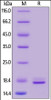 Human PDGF-BB Protein, His Tag, Avi Tag on SDS-PAGE under reducing (R) and no-reducing (NR) conditions. The gel was stained overnight with Coomassie Blue. The purity of the protein is greater than 95%.