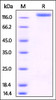 Human P-Selectin, Fc Tag on SDS-PAGE under reducing (R) condition. The gel was stained overnight with Coomassie Blue. The purity of the protein is greater than 95%.