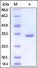 Human PSME3, His Tag on SDS-PAGE under reducing (R) condition. The gel was stained overnight with Coomassie Blue. The purity of the protein is greater than 95%.