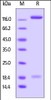 Human PTPRD, His Tag on SDS-PAGE under reducing (R) condition. The gel was stained overnight with Coomassie Blue. The purity of the protein is greater than 90%.