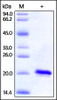 Human SOD1, His Tag on SDS-PAGE under reducing (R) condition. The gel was stained overnight with Coomassie Blue. The purity of the protein is greater than 97%.