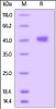 Human TIGIT, Mouse IgG2a Fc tag, low endotoxin on SDS-PAGE under reducing (R) condition. The gel was stained overnight with Coomassie Blue. The purity of the protein is greater than 95%.