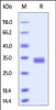 Human TNFSF11, His Tag on SDS-PAGE under reducing (R) condition. The gel was stained overnight with Coomassie Blue. The purity of the protein is greater than 90%.