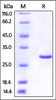 Human UCH-L3, His Tag on SDS-PAGE under reducing (R) condition. The gel was stained overnight with Coomassie Blue. The purity of the protein is greater than 95%.