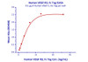 Immobilized Human VEGF-C, His Tag at 5 ug/mL (100 uL/well) can bind Human VEGF R3, Fc Tag with a linear range of 0.6-10 ng/mL.