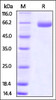 Mouse B7-H3, Fc Tag on SDS-PAGE under reducing (R) condition. The gel was stained overnight with Coomassie Blue. The purity of the protein is greater than 95%.