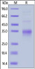 Mouse CD28, His Tag on SDS-PAGE under reducing (R) condition. The gel was stained overnight with Coomassie Blue. The purity of the protein is greater than 90%.