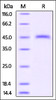 Mouse CD3 epsilon, Fc Tag on SDS-PAGE under reducing (R) condition. The gel was stained overnight with Coomassie Blue. The purity of the protein is greater than 95%.