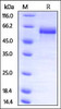 Mouse Dkk-3, His Tag on SDS-PAGE under reducing (R) condition. The gel was stained overnight with Coomassie Blue. The purity of the protein is greater than 95%.