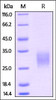 Mouse GITR, His Tag on SDS-PAGE under reducing (R) condition. The gel was stained overnight with Coomassie Blue. The purity of the protein is greater than 95%.