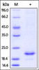 Mouse IL-10, His Tag on SDS-PAGE under reducing (R) condition. The gel was stained overnight with Coomassie Blue. The purity of the protein is greater than 92%.