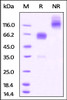 Mouse PD-1, mouse IgG2a Fc Tag, low endotoxin on SDS-PAGE under reducing (R) and no-reducing (NR) conditions. The gel was stained overnight with Coomassie Blue. The purity of the protein is greater than 95%.