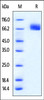 Mouse PD-L1, mouse IgG2a Fc Tag, low endotoxin on SDS-PAGE under reducing (R) condition. The gel was stained overnight with Coomassie Blue. The purity of the protein is greater than 95%.