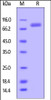 Mouse ROR2, Fc Tag on SDS-PAGE under reducing (R) condition. The gel was stained overnight with Coomassie Blue. The purity of the protein is greater than 90%.