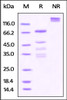 Rabbit OX40 / TNFRSF4, Fc Tag on SDS-PAGE under reducing (R) and no-reducing (NR) conditions. The gel was stained overnight with Coomassie Blue. The purity of the protein is greater than 85%.