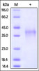 Rabbit PD-1, His Tag on SDS-PAGE under reducing (R) condition. The gel was stained overnight with Coomassie Blue. The purity of the protein is greater than 95%.