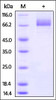 Influenza A [A/Hong Kong/483/97 (H5N1) ] HA on SDS-PAGE under reducing (R) condition. The gel was stained overnight with Coomassie Blue. The purity of the protein is greater than 95%.