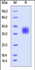Rhesus macaque B7-H5, His tag on SDS-PAGE under reducing (R) condition. The gel was stained overnight with Coomassie Blue. The purity of the protein is greater than 95%.