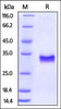 Rhesus macaque CD40, His Tag on SDS-PAGE under reducing (R) condition. The gel was stained overnight with Coomassie Blue. The purity of the protein is greater than 95%.