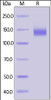 SARS-CoV-2 (COVID-19) S1 recombinant protein on SDS-PAGE under reducing (R) condition. The gel was stained overnight with Coomassie Blue. The purity of the protein is greater than 95%.